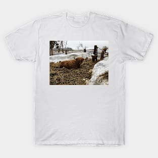 Scottish Highland Cattle Cow and Calf 1725 T-Shirt